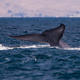 Illustration for article titled Save the Whales—But Actually
